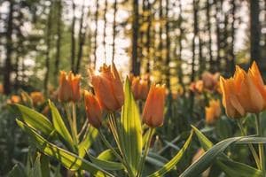 Hyundai i10 - miniatura 16